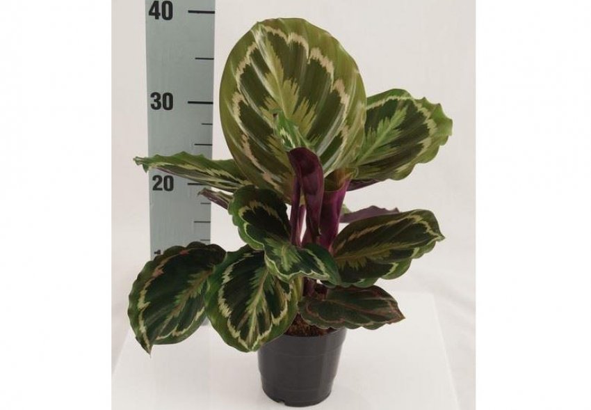 Калатея медальйон Калатея медальйон