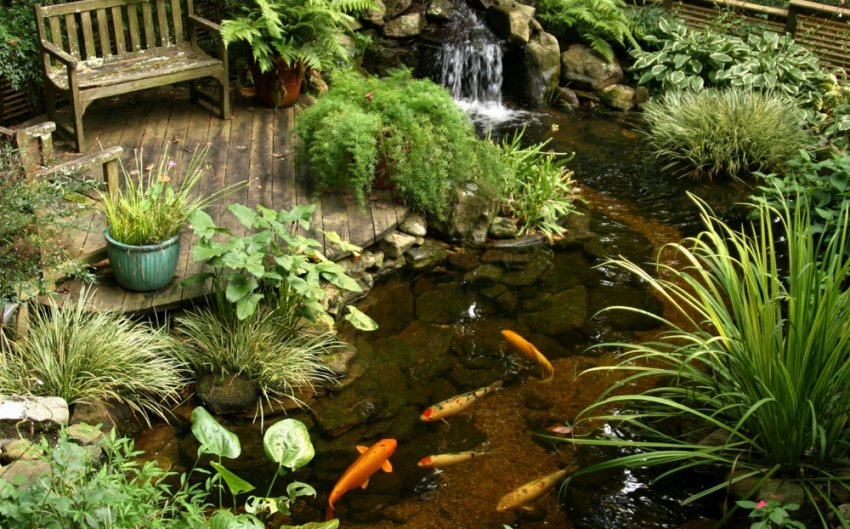 Ставок для декоративної живности