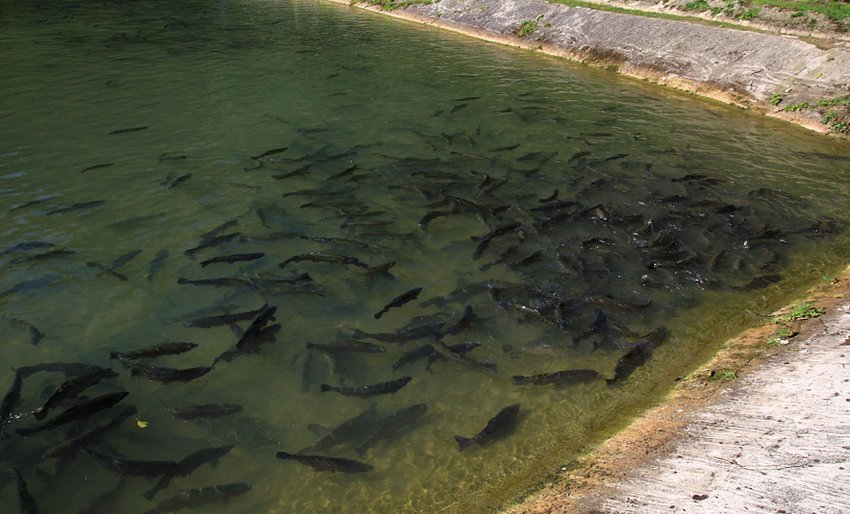 Ставок для розведення промислової риби