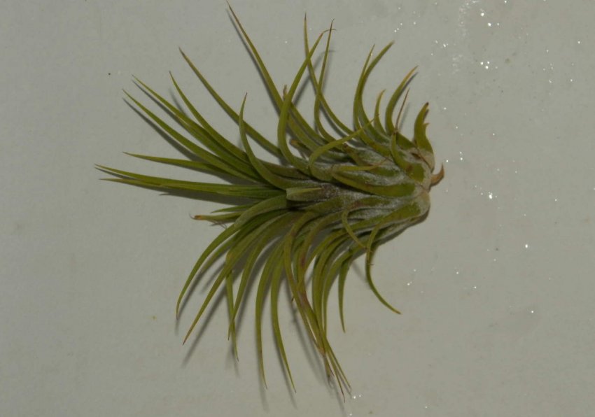 Опунция атмосферна Опунция атмосферна