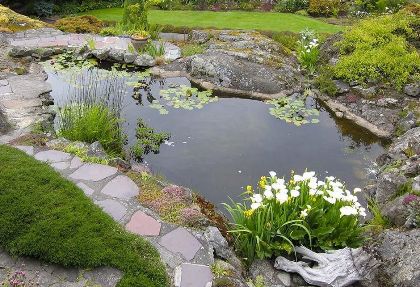 Природний ставок на ділянці