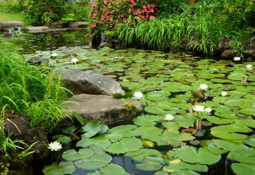 Рослинний ставок