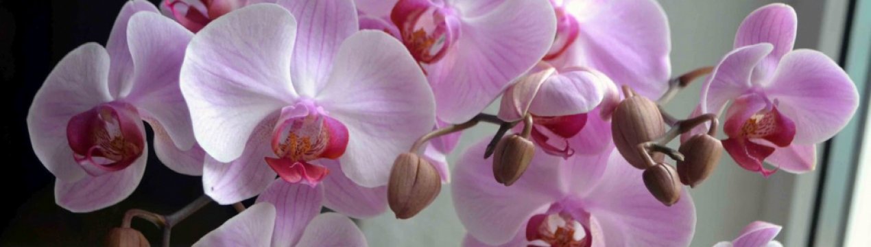 Квітка дендробіум: догляд в домашніх умовах