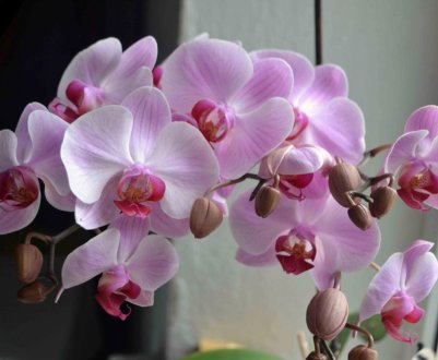 Квітка дендробіум: догляд в домашніх умовах