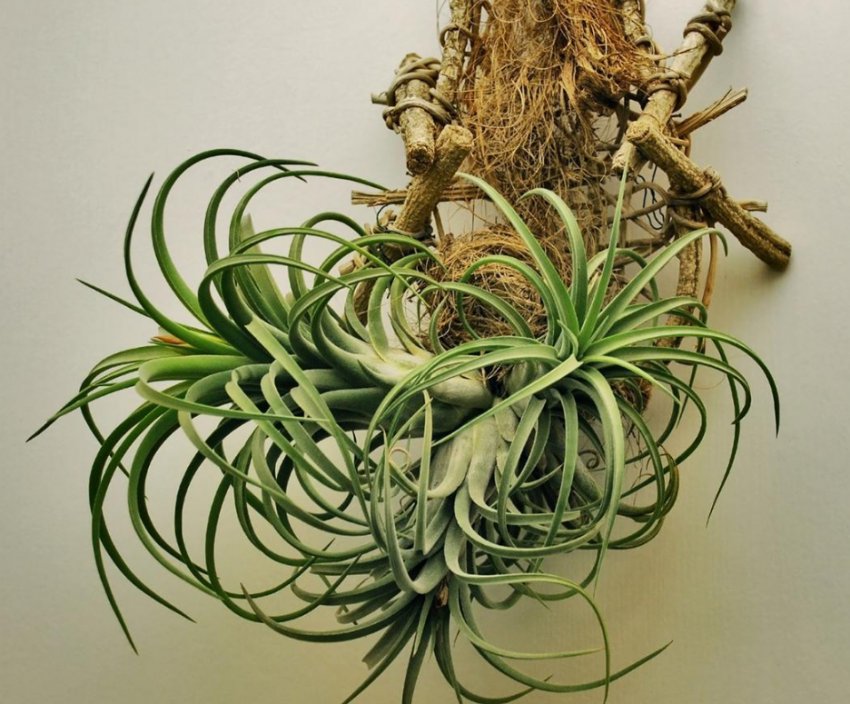 Опунция атмосферна Опунция атмосферна