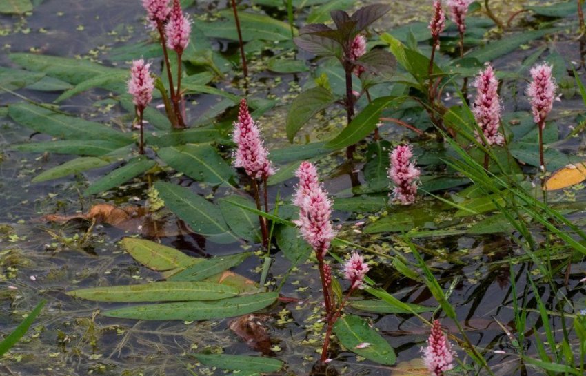 Горець в ставку