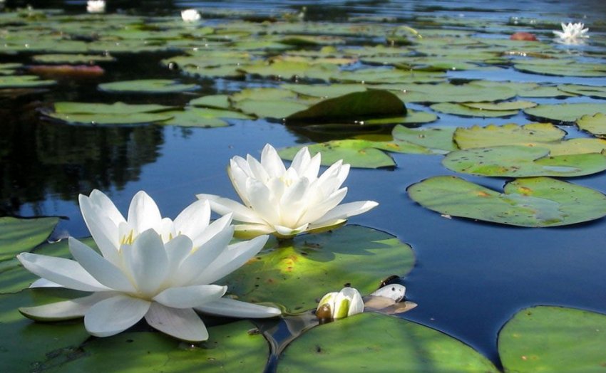 Водяна лілія в ставку