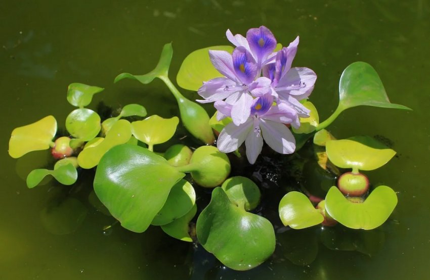Водяний гіацинт