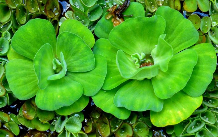 Водяна капуста