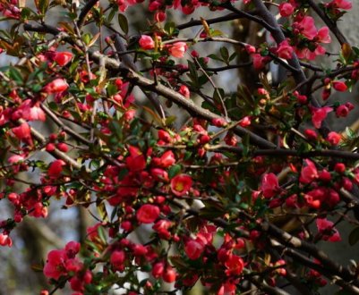 Як правильно обрізати японську грушу