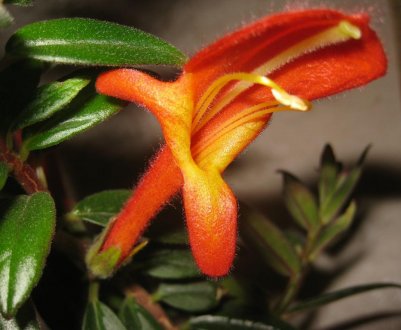 Квітка колумнея: догляд в домашніх умовах