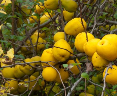 Коли і як правильно збирати плоди японської айви