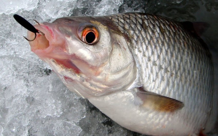 Ловля риби на мормишку