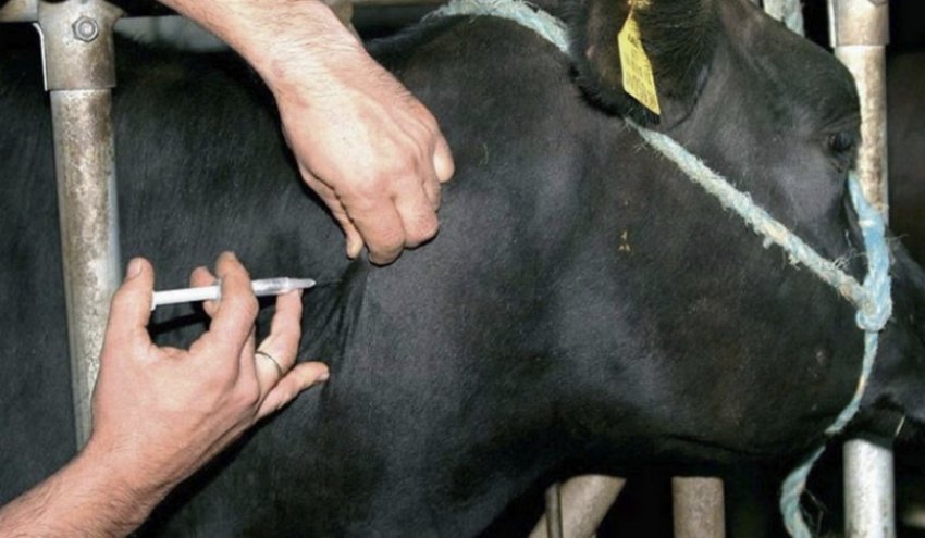 Укол корові