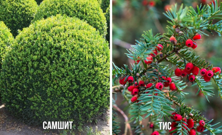 Рослини для сучасного стилю