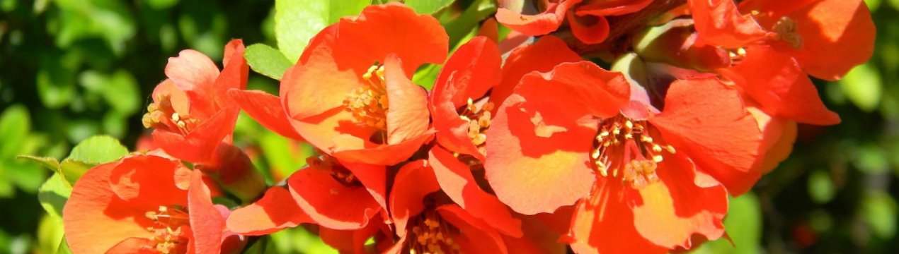 Особливості вирощування японської айви в Підмосков'ї