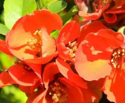 Особливості вирощування японської айви в Підмосков'ї