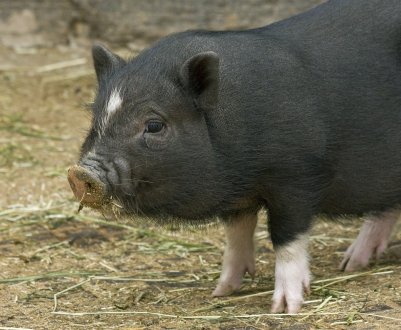 "Блицкриг" у Ачс