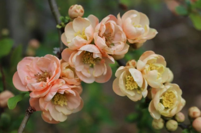 Айва Гейша Герл Айва Гейша Герл