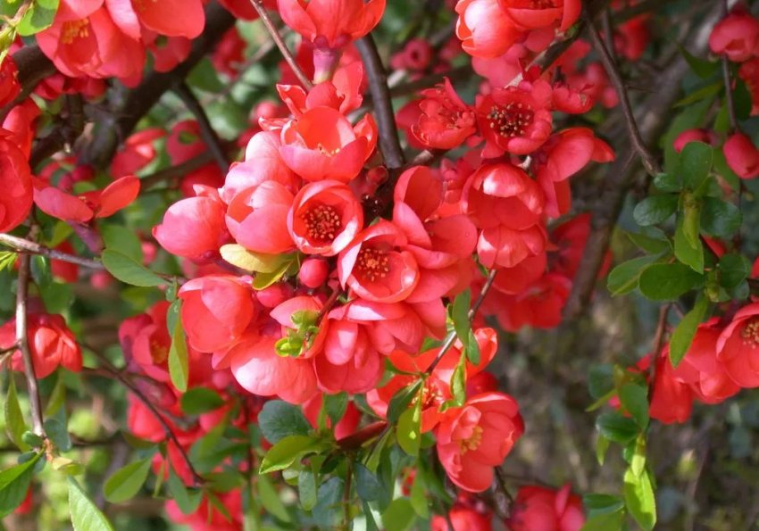 Айва Очарування Айва Очарування