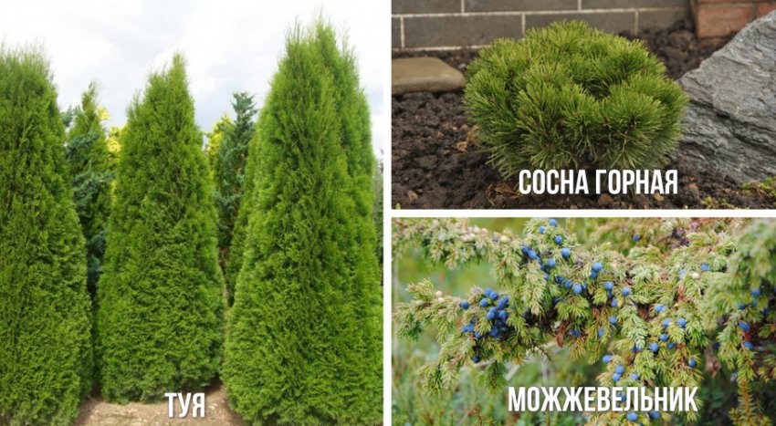 Хвойные растения Хвойные растения