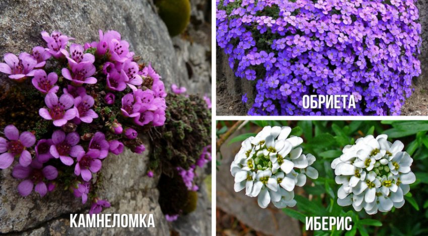 Стелющиеся растения Стелющиеся растения