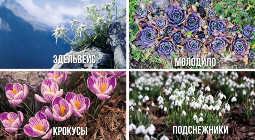 Травянистые растения Травянистые растения