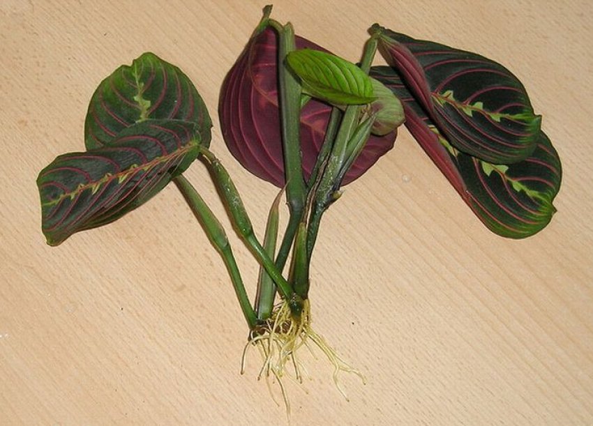 Живці калатеї Живці калатеї