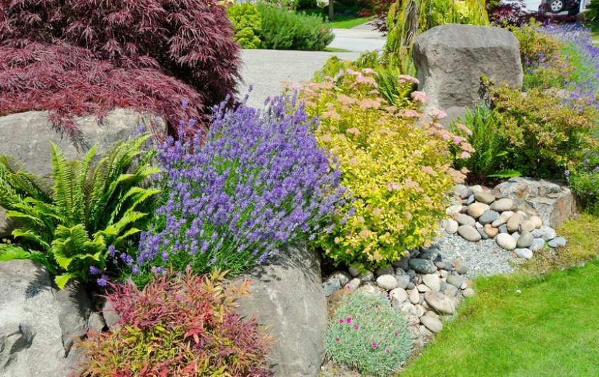 Рослини для альпінарію Рослини для альпінарію