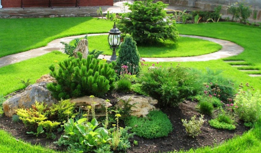 Газон навколо альпінарію Газон навколо альпінарію