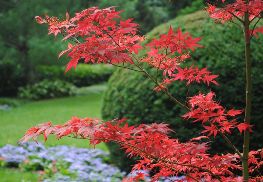 Японський клен