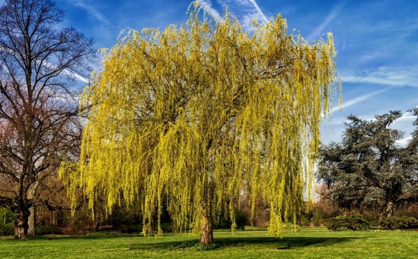 Плакучий верболіз