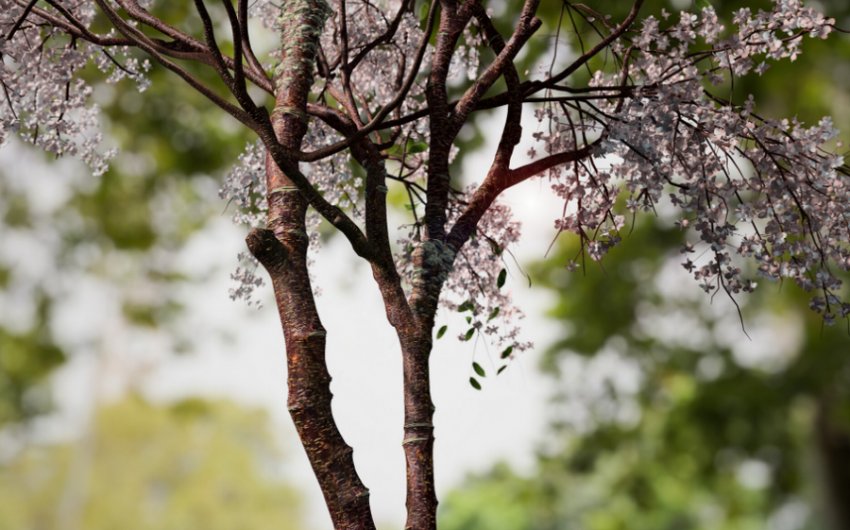 Тибетська вишня