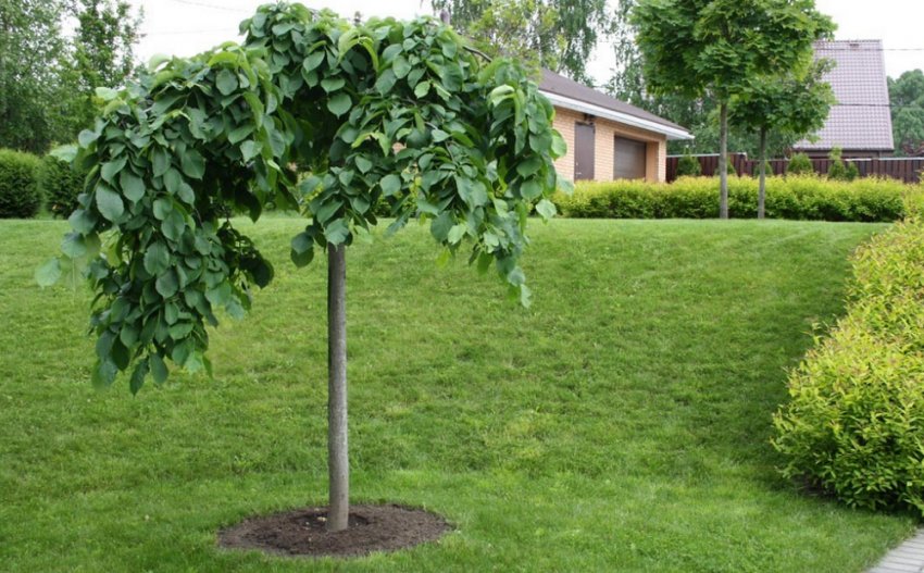 Віяз шершавий