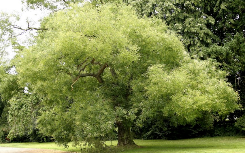 Софора японська