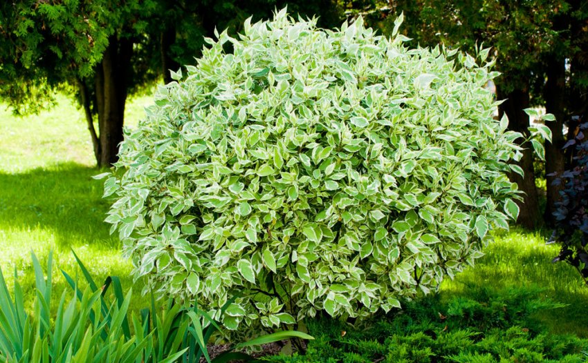 Дерен білий