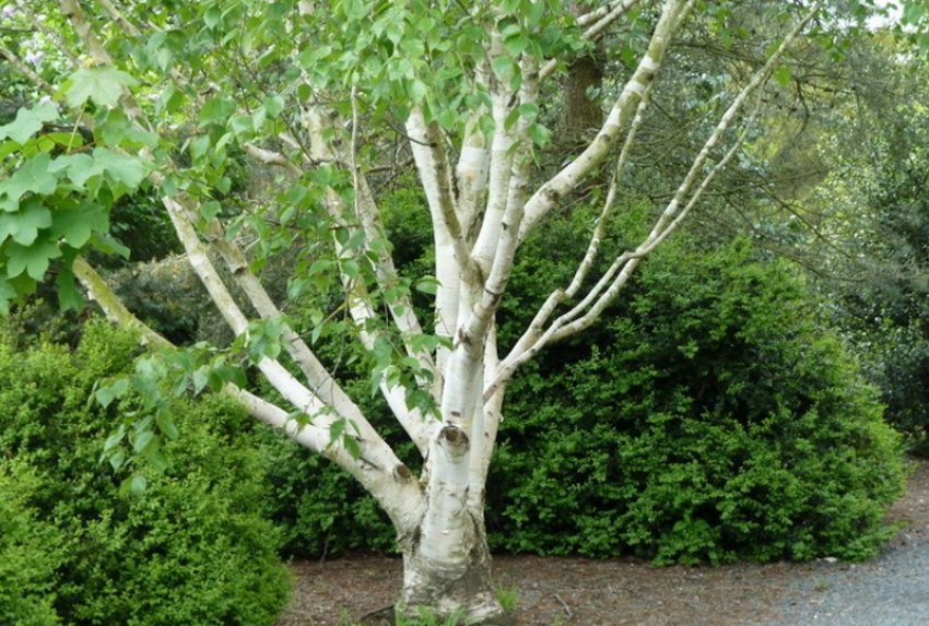 Бірка Жакмона