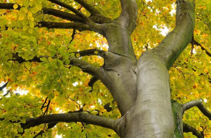 Бук лісовий