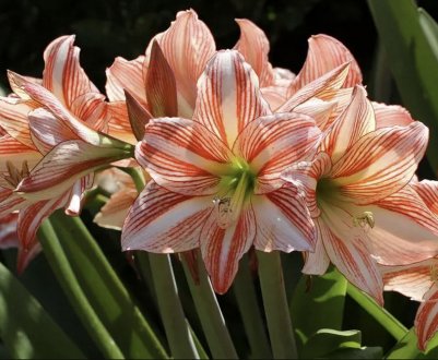 Чим відрізняється гиппеаструм від амариліса