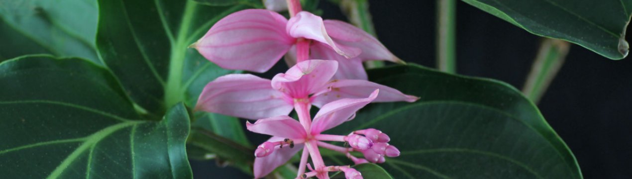 Як доглядати за мединиллой в домашніх умовах