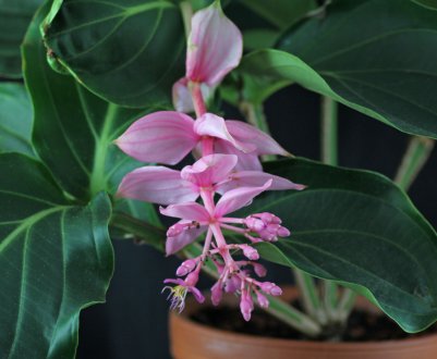 Як доглядати за мединиллой в домашніх умовах