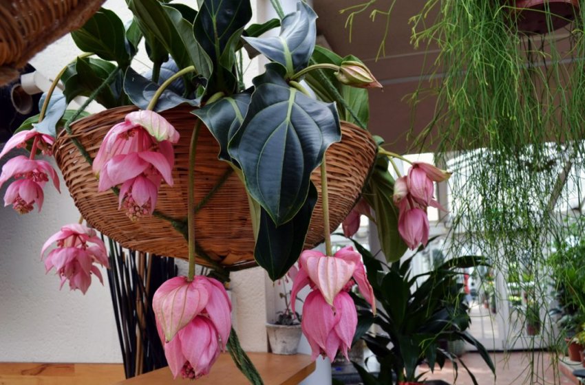 Мединилла чудова (магнифика) Мединилла чудова (магнифика)