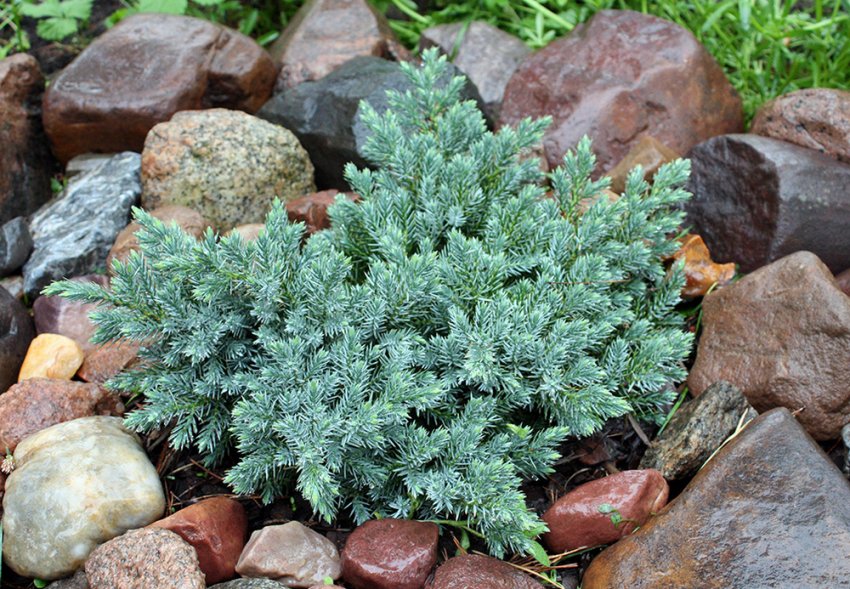 Можжевельник в саду