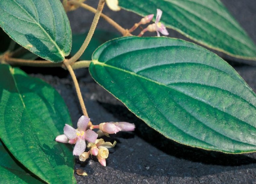 Мединилла жилковатая Мединилла жилковатая