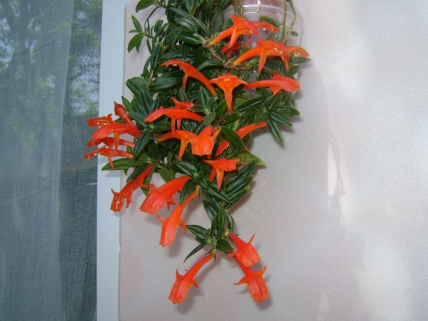 Колумнея Колумнея