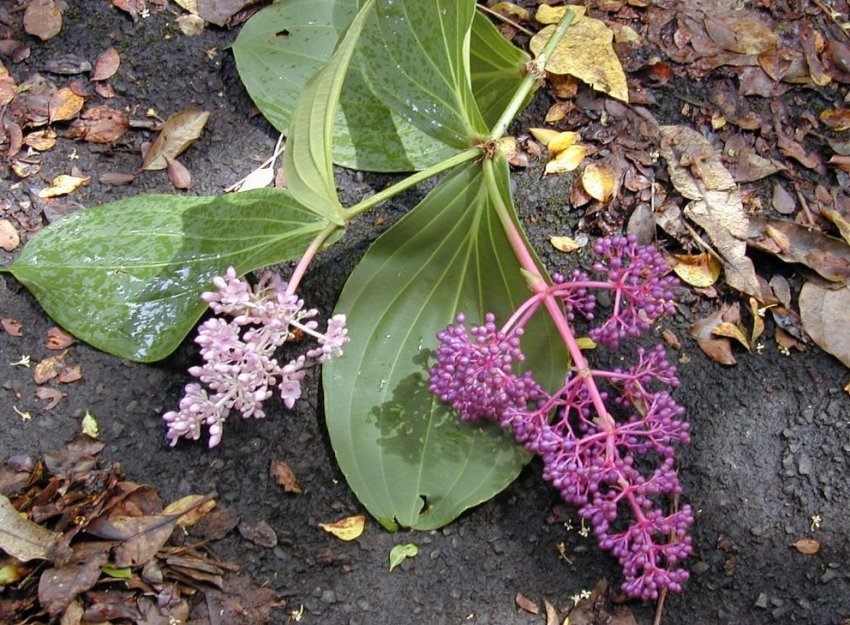 Мединилла Куминга Мединилла Куминга