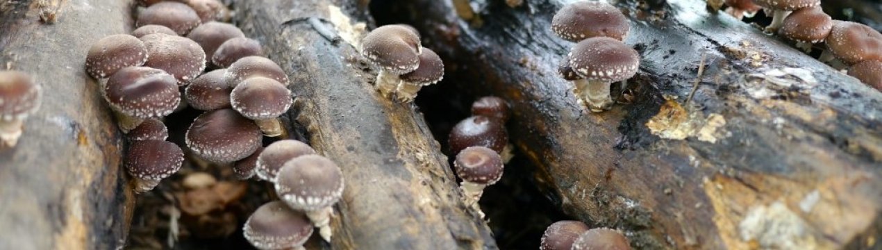 Індійська революція в вирощуванні грибів: шиітаке швидкого дозрівання