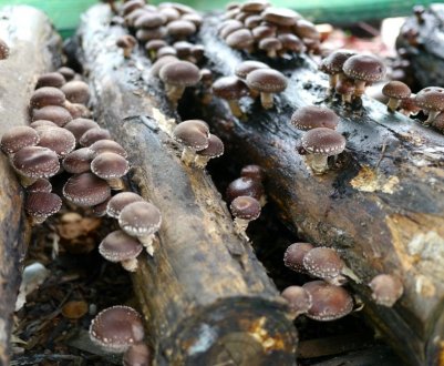 Індійська революція в вирощуванні грибів: шиітаке швидкого дозрівання