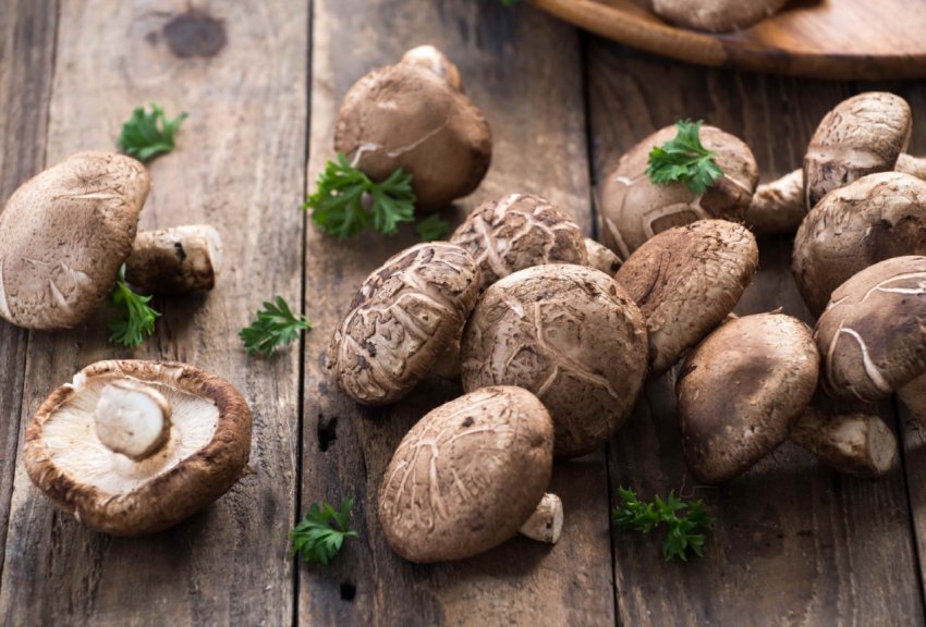 Індійська революція в виробництві грибів: шітаке швидкого дозрівання Індійська революція в виробництві грибів: шітаке швидкого дозрівання