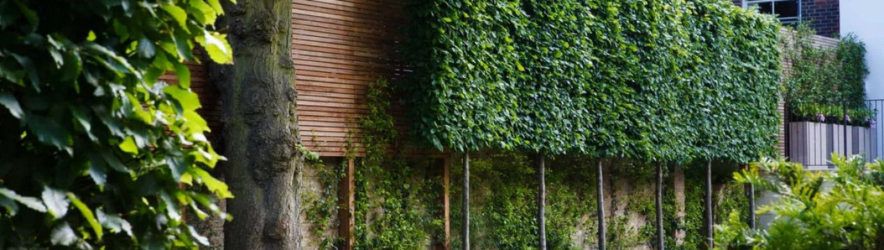 Особливості вертикального озеленення